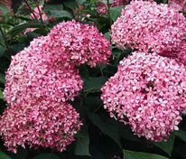 Гортензия древовидная Мэджикал Пинкербелл (Hydrangea arborescens 'Magical Pinkerbell')