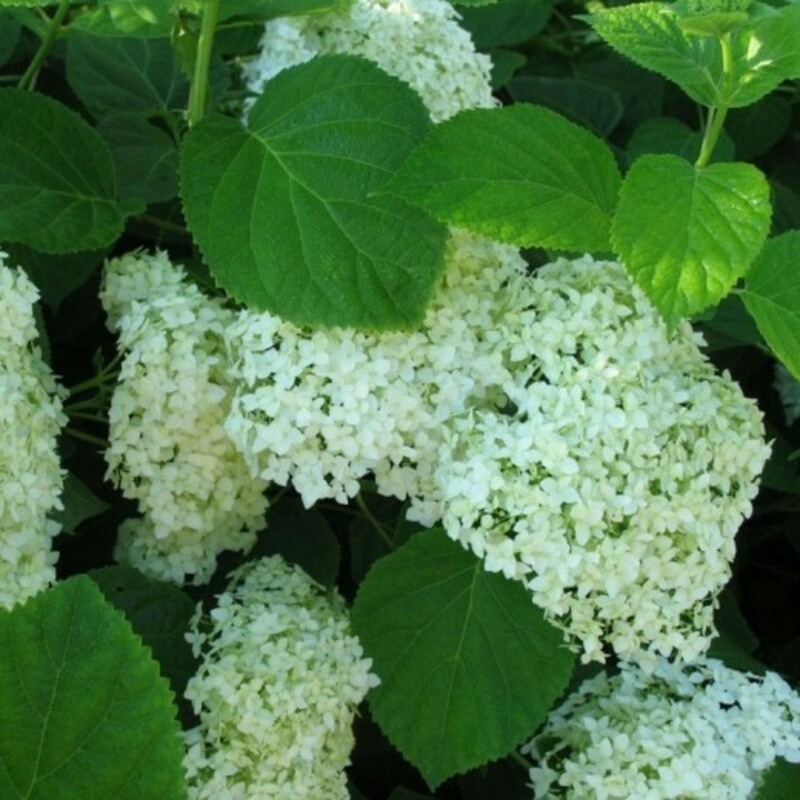 Гортензия древовидная Стерилис (Hydrangea arborescens 'Sterilis')