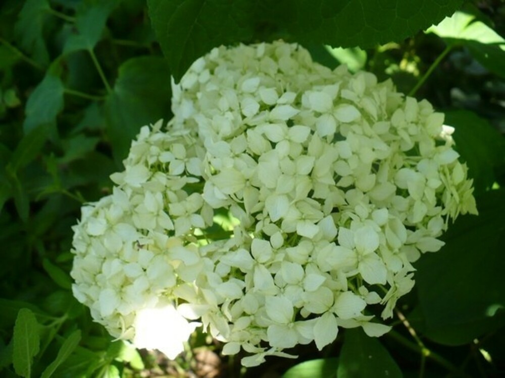 Гортензия древовидная Стерилис (Hydrangea arborescens 'Sterilis')
