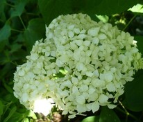 Гортензия древовидная Стерилис (Hydrangea arborescens 'Sterilis')