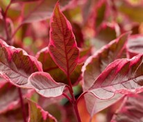 Дерен белый Миракл (Cornus alba 'Miracle')