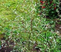 Ива белая Дартс Снейк (Salix alba 'Dart's Snake')