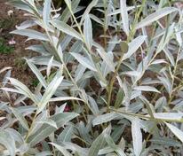 Ива лохолистная (Salix elaeagnos)