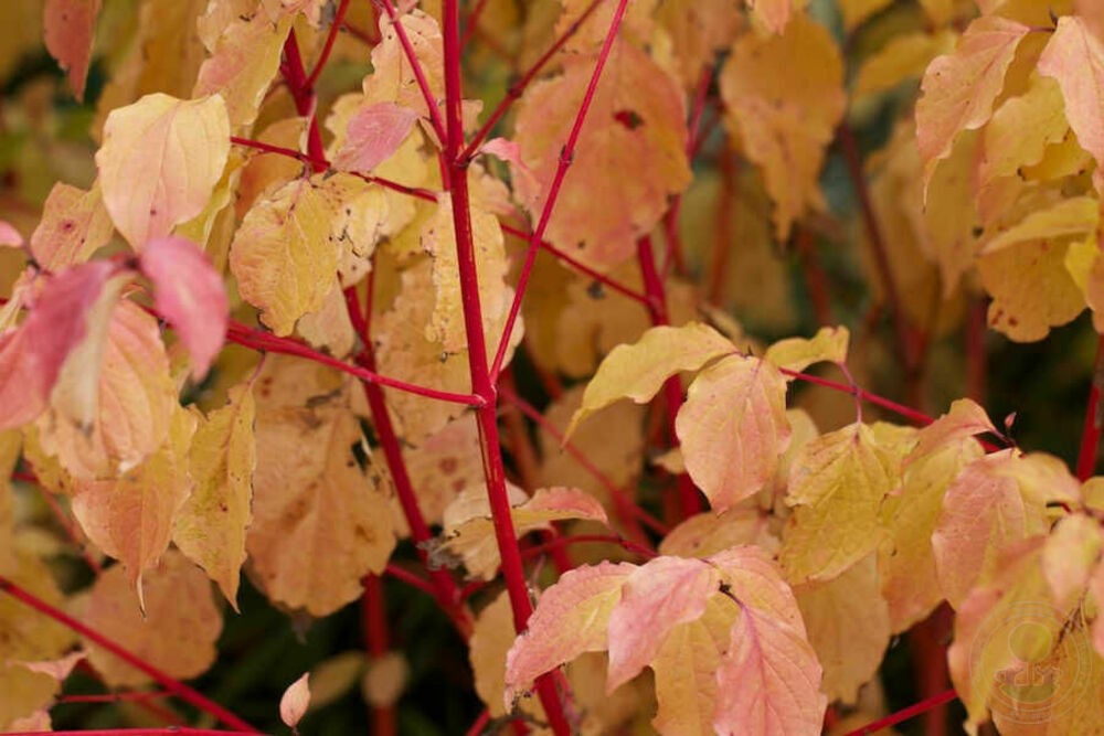 Дерен кроваво-красный Мэджик Флейм (Cornus sanguinea 'Magic Flame')