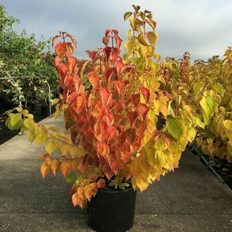 Дерен кроваво-красный Мэджик Флейм (Cornus sanguinea 'Magic Flame')