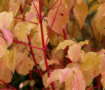 Дерен кроваво-красный Мэджик Флейм (Cornus sanguinea 'Magic Flame')