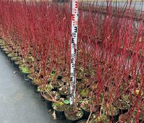 Дерен кроваво-красный "Anny's Winter Orange" (Эннис Винтер Оранж)