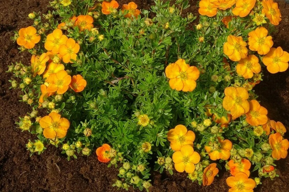 Лапчатка кустарниковая Белла Сол (Dasiphora fruticosa 'Bella Sol')