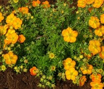 Лапчатка кустарниковая Белла Сол (Dasiphora fruticosa 'Bella Sol')