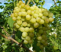 Виноград Восторг (Vitis 'Vostorg')