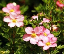 Лапчатка кустарниковая Гламур Гёрл (Dasiphora fruticosa 'Glamour Girl')