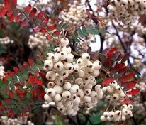 Рябина Белый Марс (Sorbus 'White Mars')