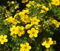 Лапчатка кустарниковая Голден Тауэр (Dasiphora fruticosa 'Golden Tower')