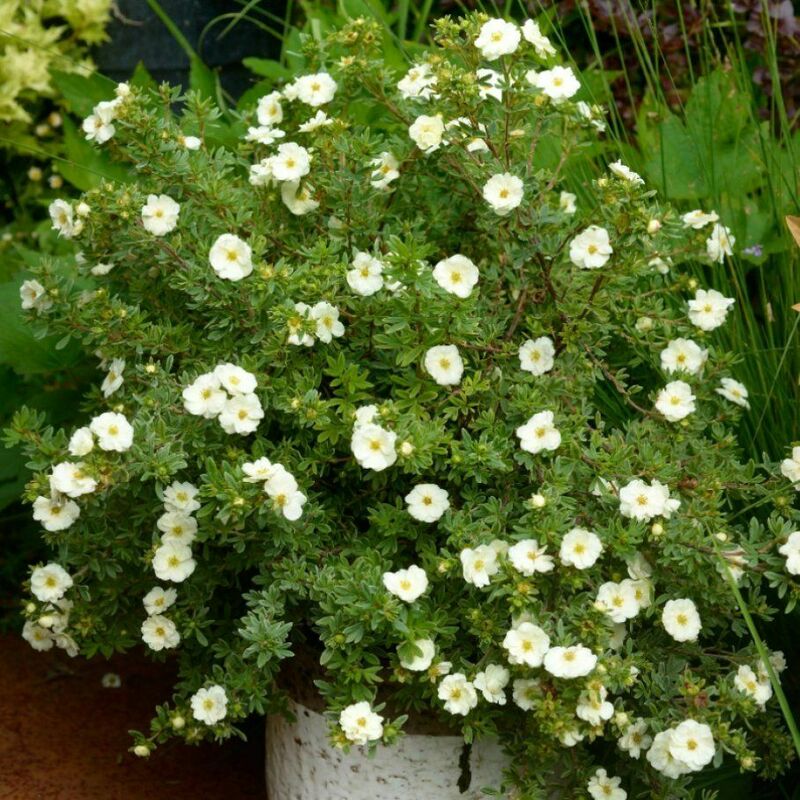 Лапчатка кустарниковая Дабл Панч Крим (Dasiphora fruticosa 'Double Punch Cream')