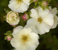 Лапчатка кустарниковая Дабл Панч Крим (Dasiphora fruticosa 'Double Punch Cream')