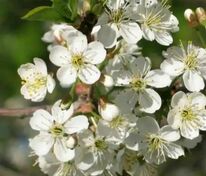 Вишня кустарниковая Умбракулифера (Prunus fruticosa 'Umbraculifera')