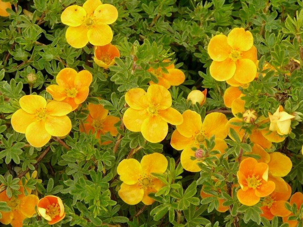 Лапчатка кустарниковая Тэнджерин (Dasiphora fruticosa 'Tangerine')