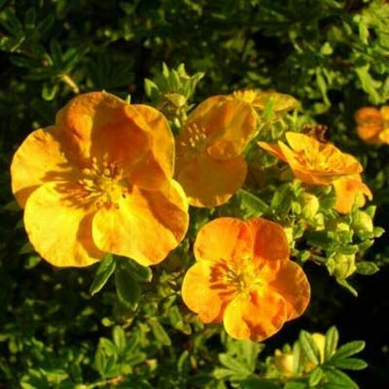 Лапчатка кустарниковая Тэнджерин (Dasiphora fruticosa 'Tangerine')