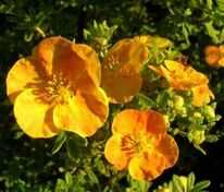 Лапчатка кустарниковая Тэнджерин (Dasiphora fruticosa 'Tangerine')