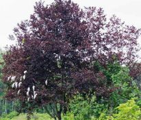 Черемуха обыкновенная Сибирская Красавица (Prunus padus 'Sibirskaya Krasavitsa')