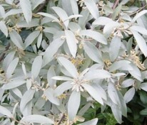 Лох серебристый Квиксильвер (Elaeagnus commutata 'Quicksilver')