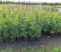 Виноград девичий пятилисточковый (Parthenocissus quinquefolia)