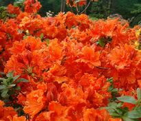 Азалия гибридная Гибралтар (Rhododendron 'Gibraltar')