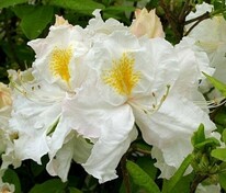 Азалия гибридная Оксидол (Rhododendron 'Oxydol')