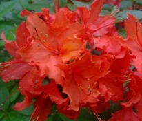 Азалия гибридная Хотспур Ред (Rhododendron 'Hotspur Red')