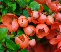 Айва великолепная Боуль де Фё (Chaenomeles x superba 'Boule de Feu')