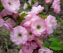 Миндаль трехлопастной Руслана (Prunus triloba 'Ruslana') (луизеания)