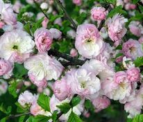 Миндаль трехлопастной Снега Уимуры (Prunus triloba 'Snega Uemura') (луизеания)