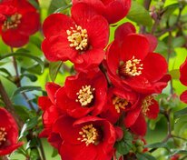 Айва великолепная Кримсон энд Голд (Chaenomeles x superba 'Crimson and Gold')