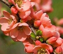 Айва великолепная Сэлмон Горизон (Chaenomeles x superba 'Salmon Horizon')