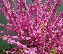 Миндаль трехлопастной Цзилинская (Prunus triloba 'Tszilinskaya')