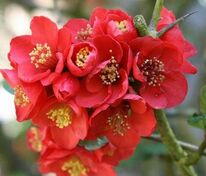 Айва великолепная Файр Дэнс (Chaenomeles x superba 'Fire Dance')