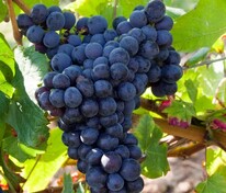 Виноград Краса Никополя (Vitis 'Krasa Nikopolya')