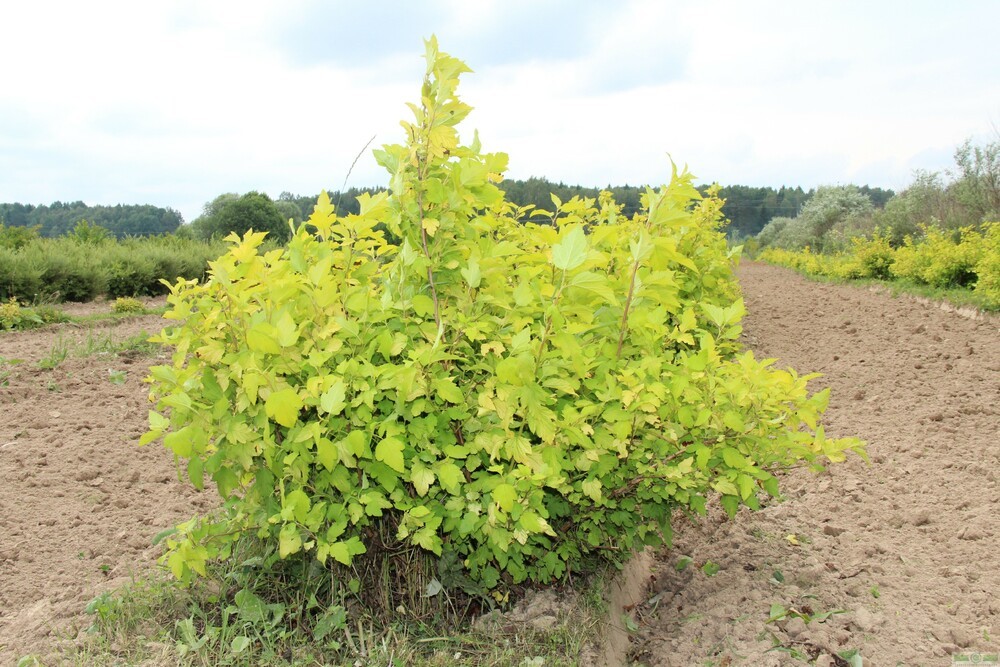 Пузыреплодник калинолистный Ауреа (Physocarpus opulifolius 'Aurea')