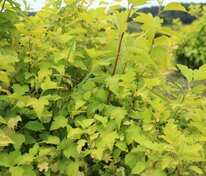 Пузыреплодник калинолистный Ауреа (Physocarpus opulifolius 'Aurea')