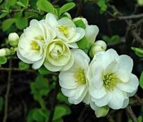 Айва красивая Юкиготен (Chaenomeles speciosa 'Yukigoten')