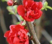 Айва японская Ред Джой (Chaenomeles japonica 'Red Joy')