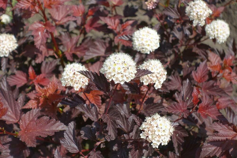 Пузыреплодник калинолистный Центер Глоу (Physocarpus opulifolius 'Center Glow')
