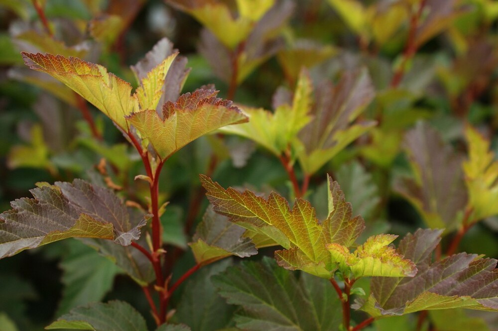 Пузыреплодник калинолистный Центер Глоу (Physocarpus opulifolius 'Center Glow')