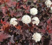 Пузыреплодник калинолистный Центер Глоу (Physocarpus opulifolius 'Center Glow')