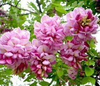 Акация розовоцветущая (Robinia neomexicana)