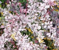 Барбарис оттавский Сильвер Майлс (Berberis x ottawensis 'Silver Miles')