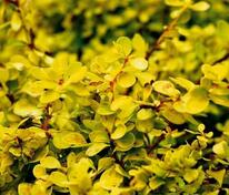 Барбарис Тунберга Голдалита (Berberis thunbergii 'Goldalita')