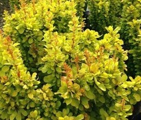 Барбарис Тунберга Голден Пиллар (Berberis thunbergii 'Golden Pillar')