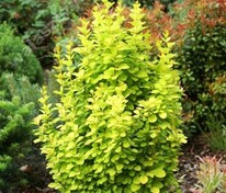 Барбарис Тунберга Голден Рокет (Berberis thunbergii 'Golden Rocket')