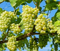 Виноград плодовый (Vitis vinifera)